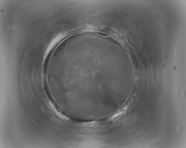 X0000066970102200603271218