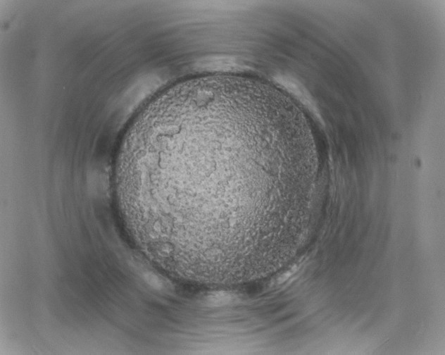 X0000066970111200603271218