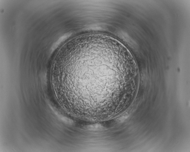 X0000066970112200603271218