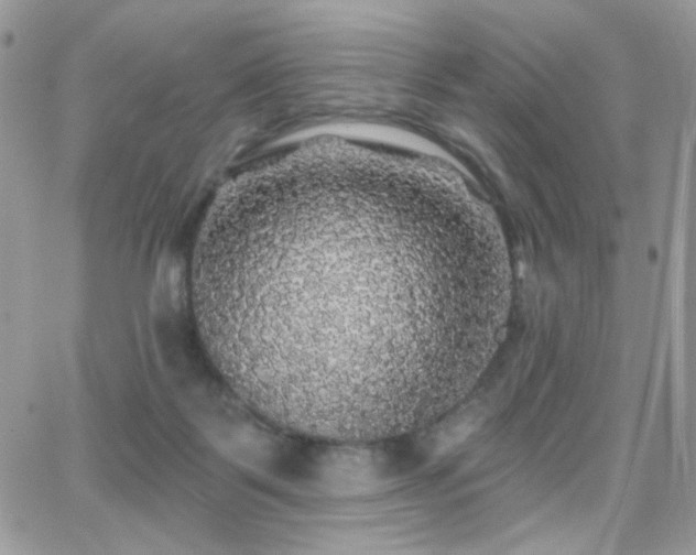 X0000066970123200603271218