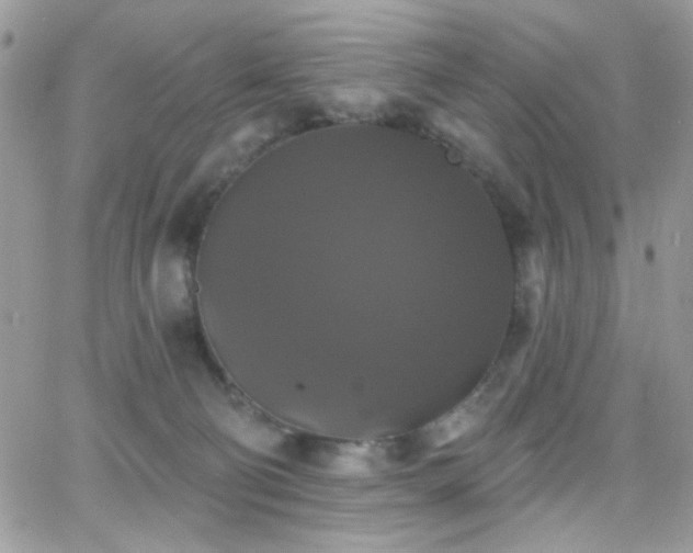 X0000066970130200603271218