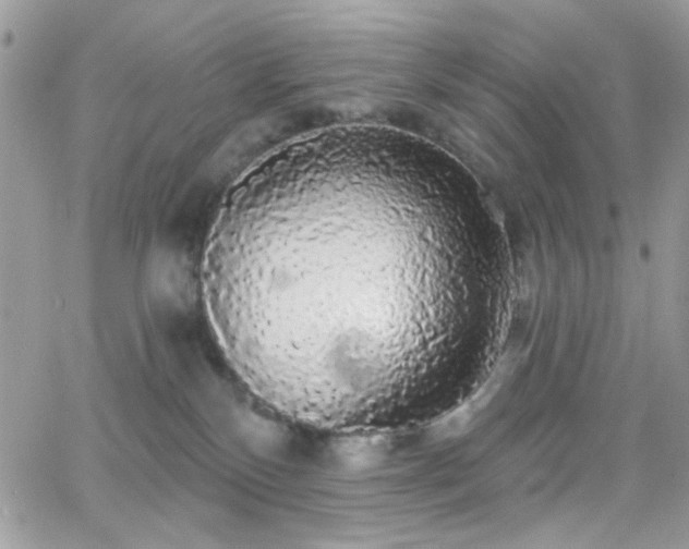 X0000066970136200603271218