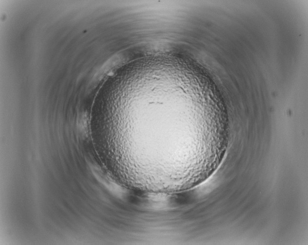 X0000066970144200603271217