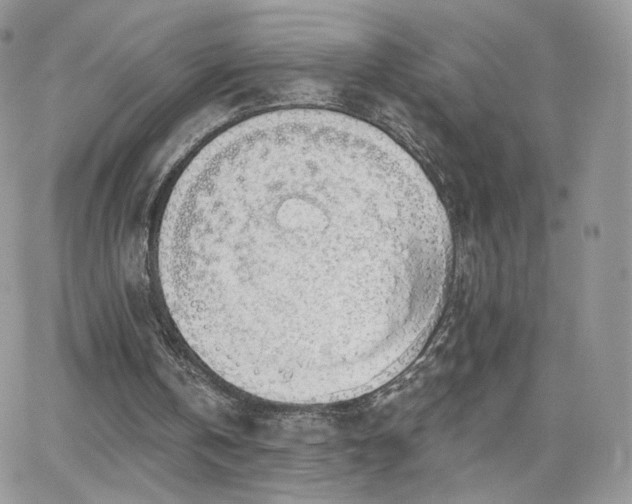 X0000066970146200603271217