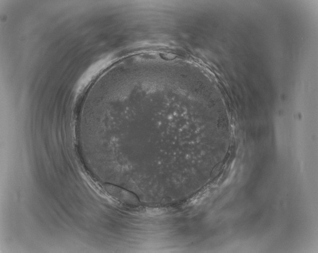 X0000066970149200603271217