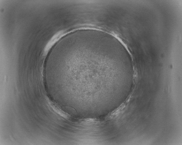 X0000066970151200603271217