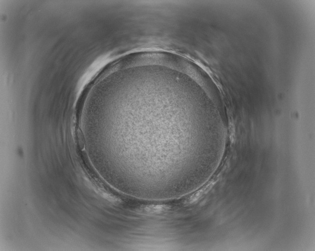 X0000066970152200603271217