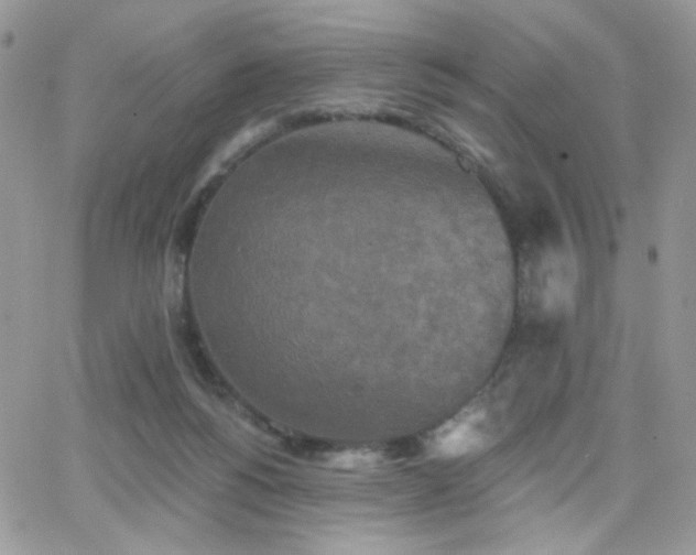 X0000066970168200603271217