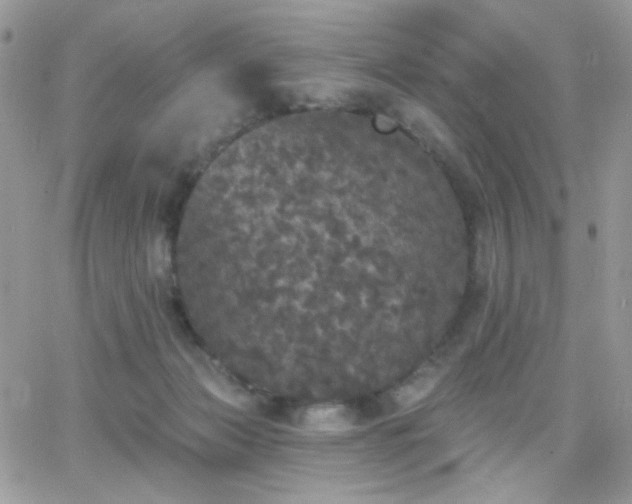 X0000066970173200603271217