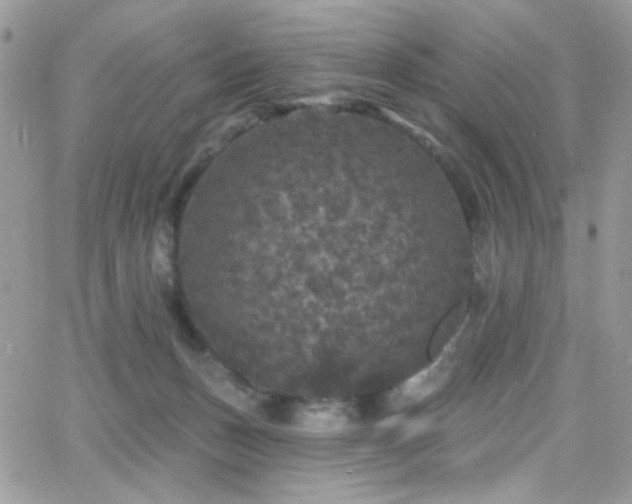 X0000066970175200603271217