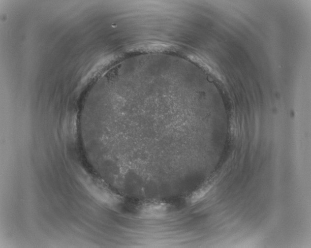 X0000066970206200603271216