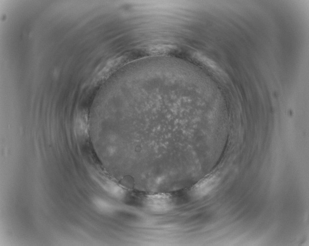 X0000066970240200603271216