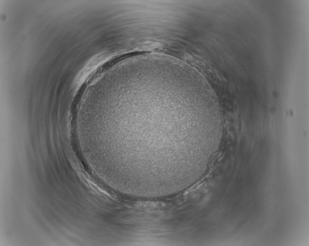 X0000066970242200603271215