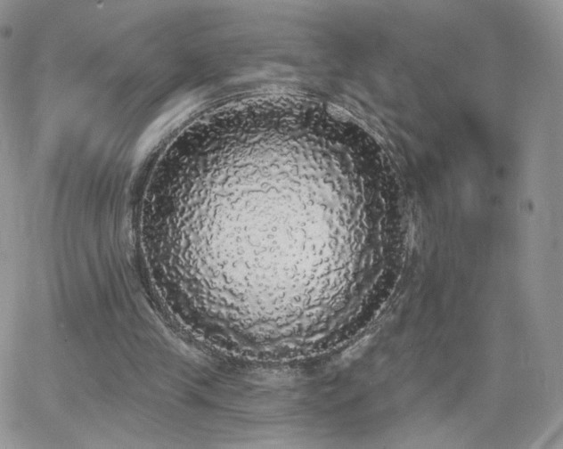 X0000066970245200603271215