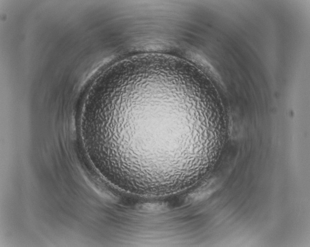 X0000066970251200603271215