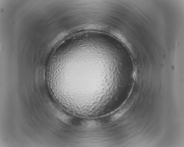 X0000066970253200603271215