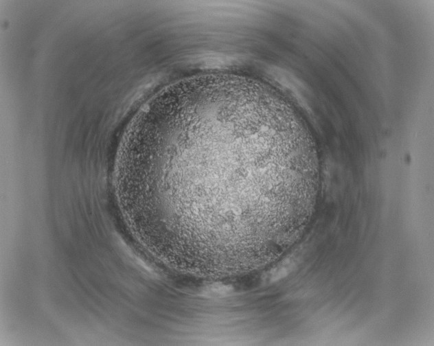 X0000066970257200603271215