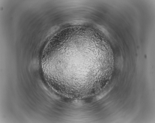 X0000066970261200603271215