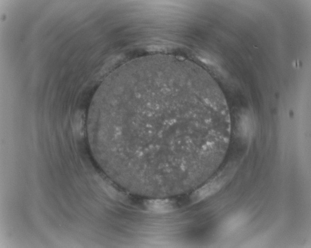 X0000066970273200603271216