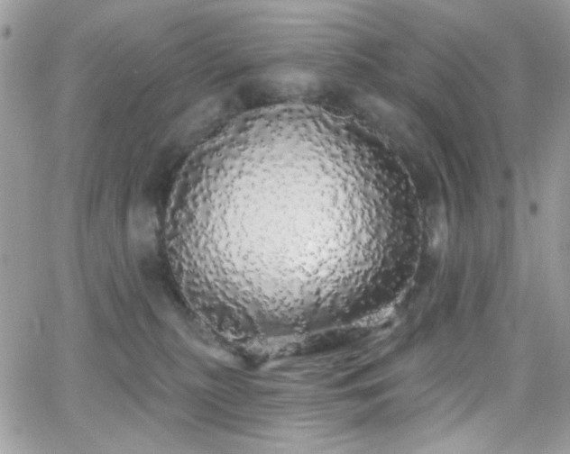 X0000066970279200603271216