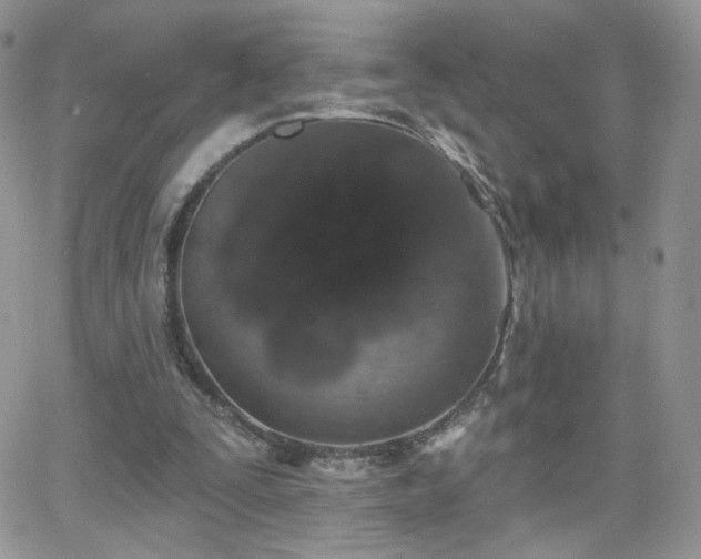 X0000066970295200603271215