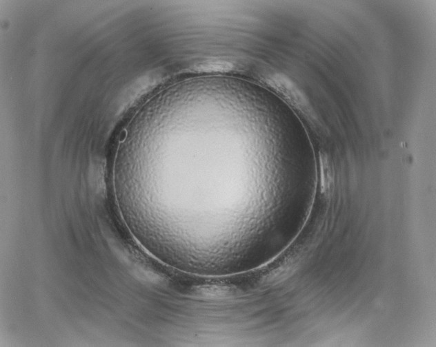 X0000066970300200603271215