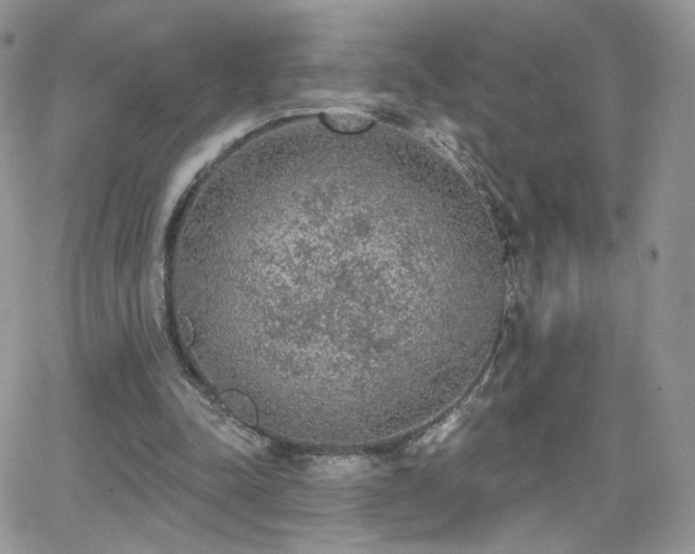 X0000066970342200603271214