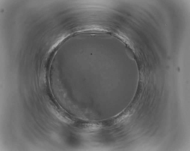 X0000066970347200603271214