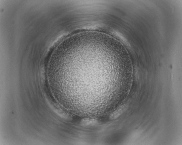 X0000066970354200603271214