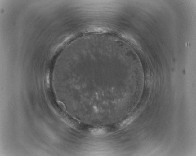 X0000066970358200603271214