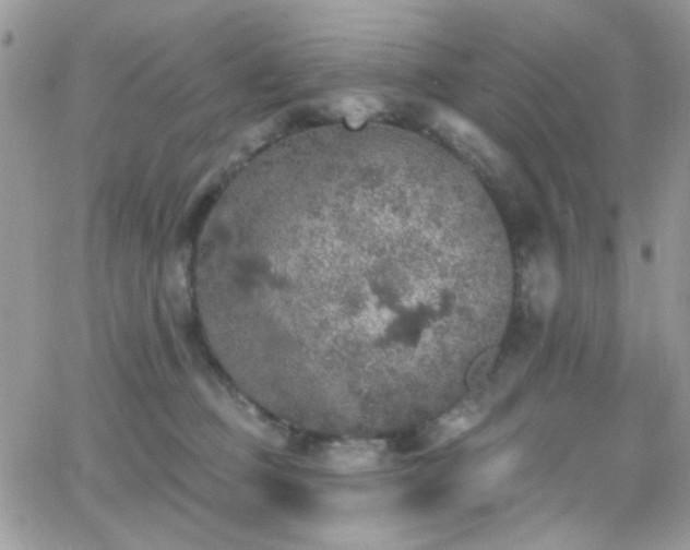 X0000066970373200603271214