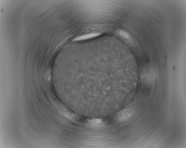 X0000066970374200603271214