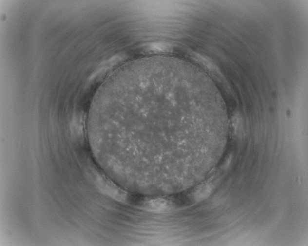 X0000066970423200603271213