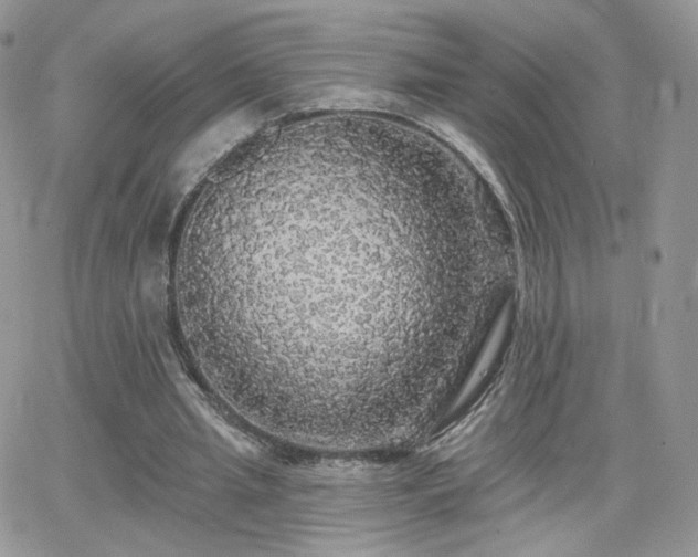 X0000066970437200603271212