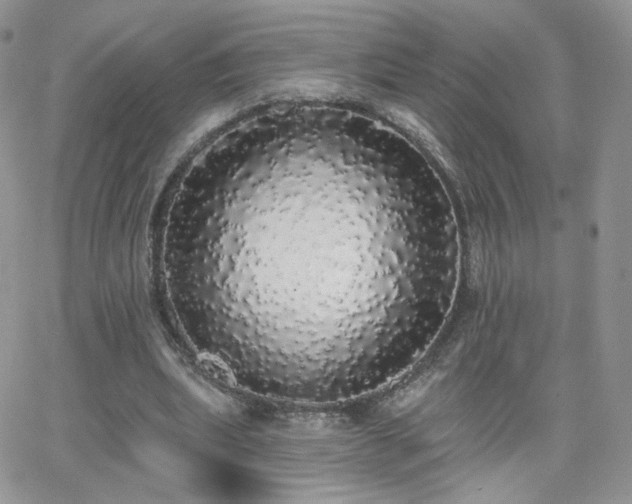 X0000066970439200603271212