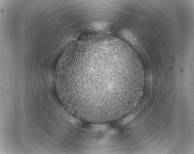 X0000066970469200603271212