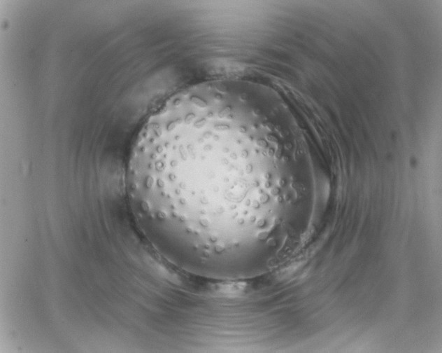 X0000066970474200603271213