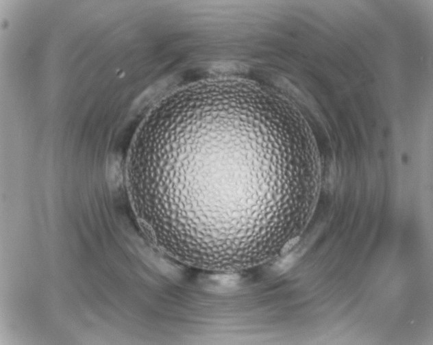 X0000066970478200603271213