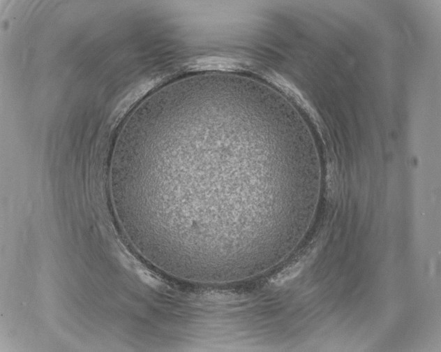 X0000066970529200603271210