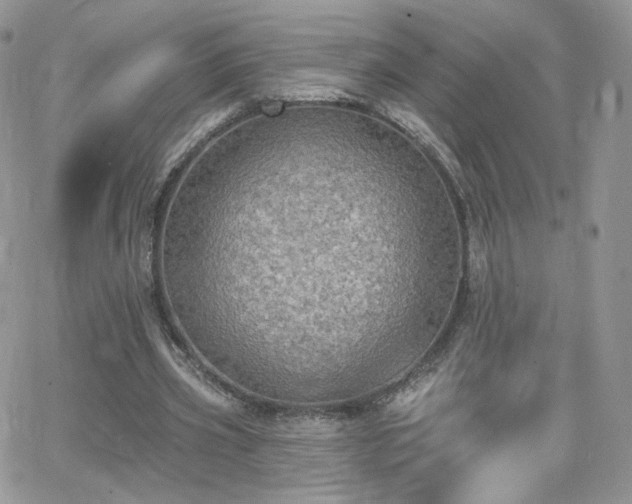 X0000066970533200603271210