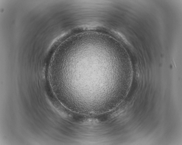 X0000066970543200603271211