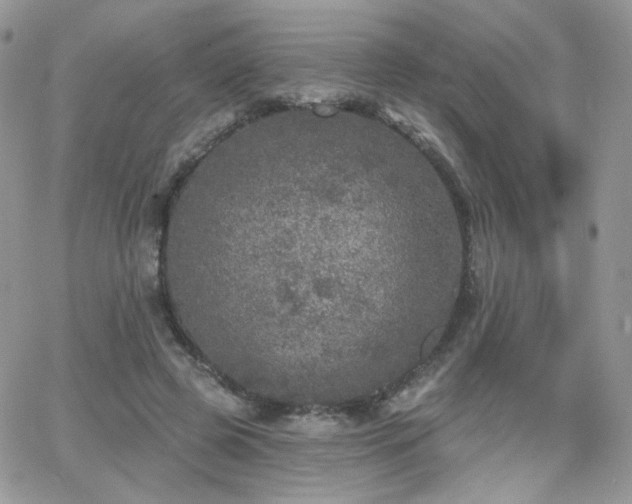 X0000066970545200603271211