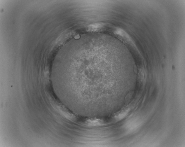 X0000066970557200603271211