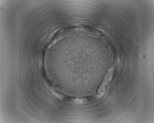 X0000066970566200603271211