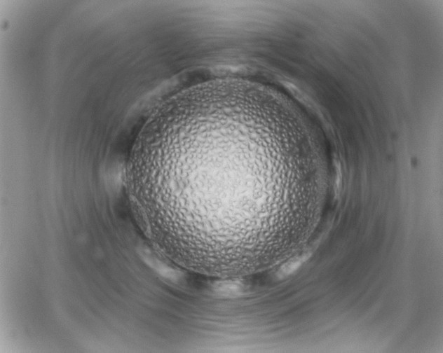 X0000066970574200603271211