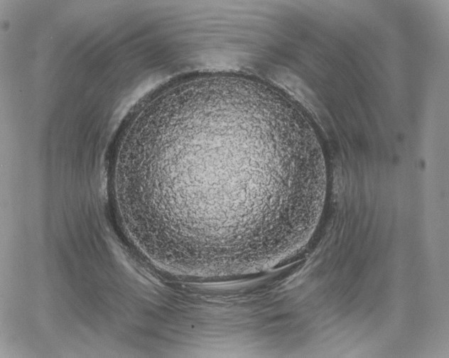 X0000066970584200603271210