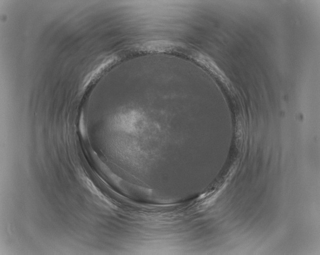 X0000066970585200603271210