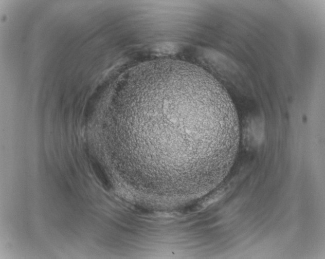 X0000066970608200603271210