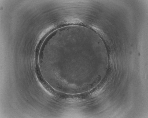 X0000066970630200603271209