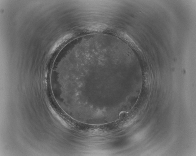 X0000066970634200603271209